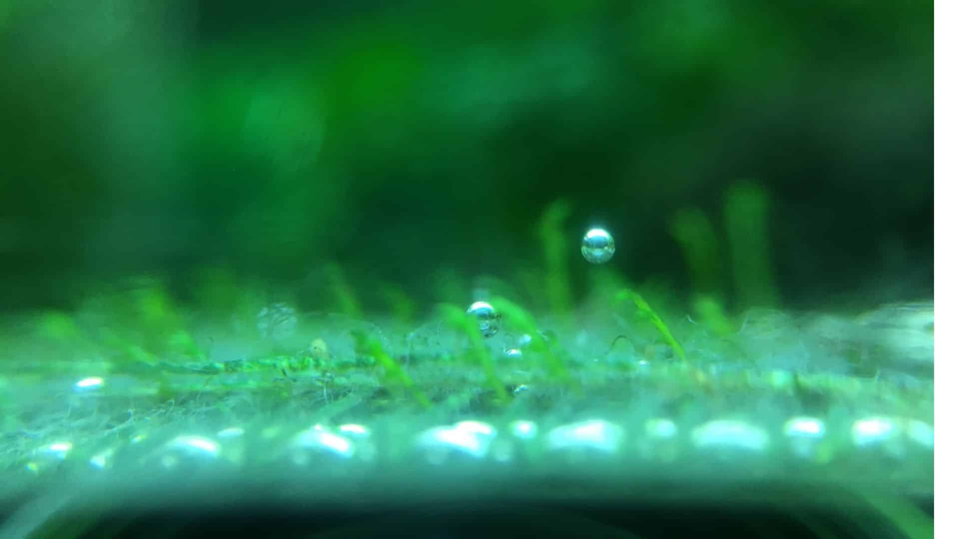 fotosintesi acquario