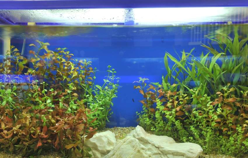 Allestimento acquario pesci rossi oranda! Dalle piante al fondo, i consigli  per avvio e gestione! 