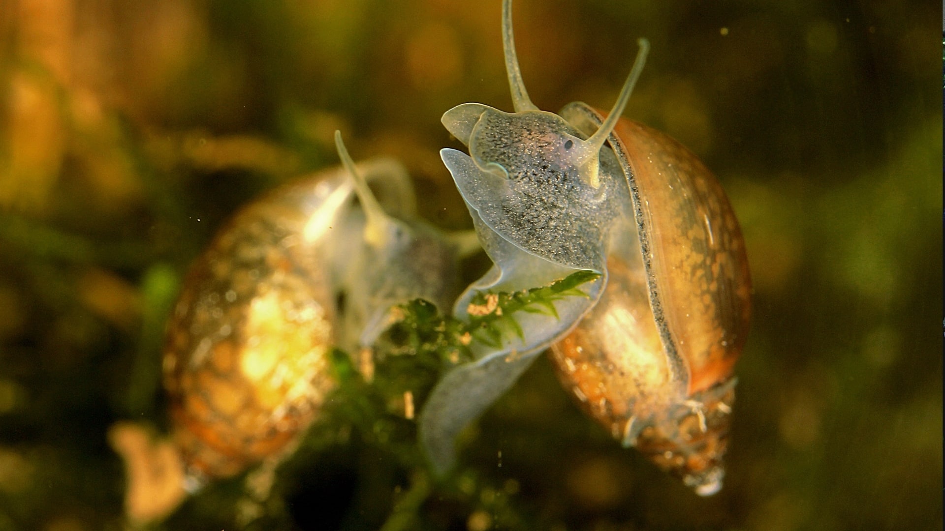 Lumaca di acqua dolce che mangia le alghe dal vetro 