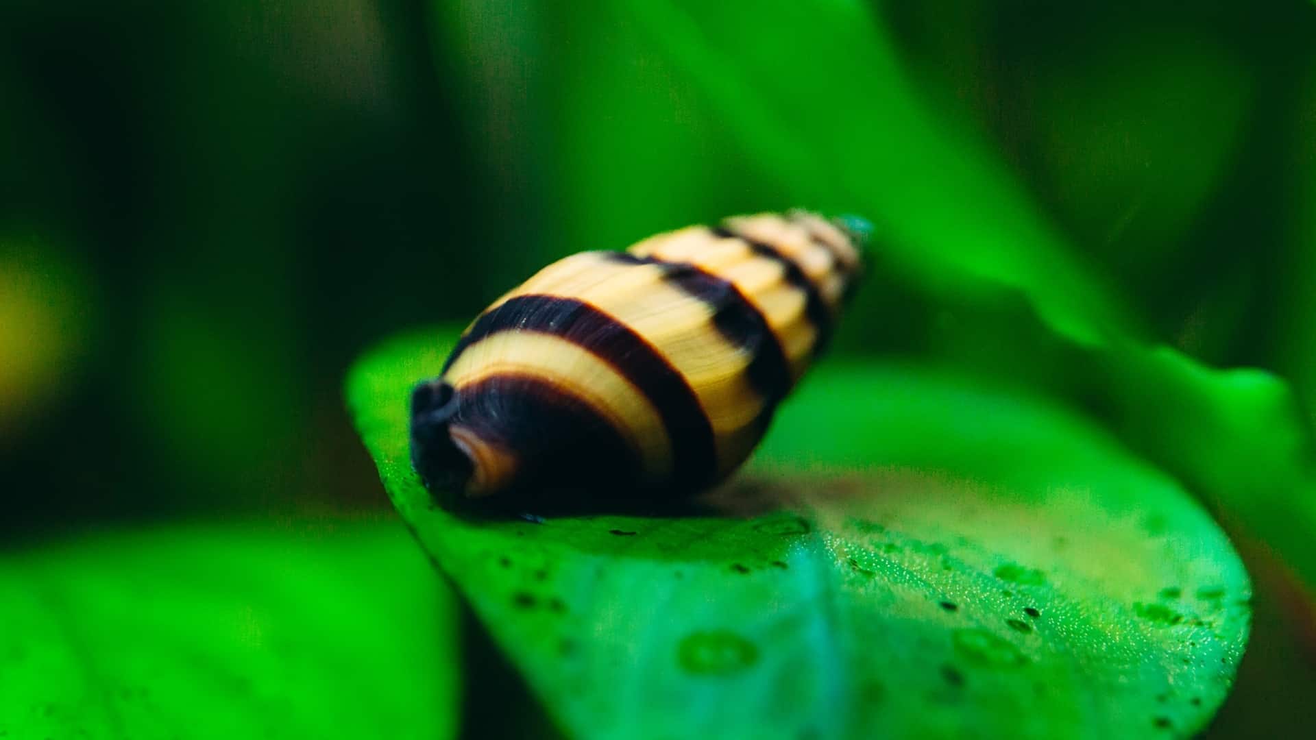 Infestazione di lumache in acquario: prevenzione e trattamento