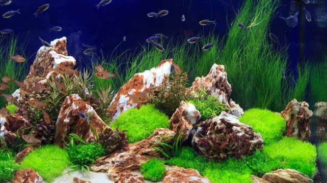 Home - Acquario Naturale